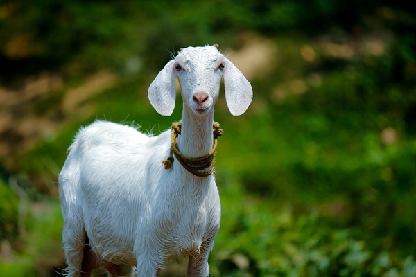 تعبیر خواب بز