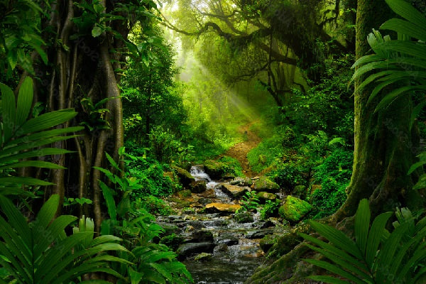 تعبیر خواب جنگل