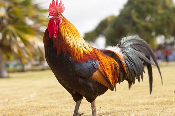 تعبیر خواب خروس