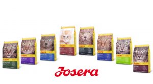 cat food