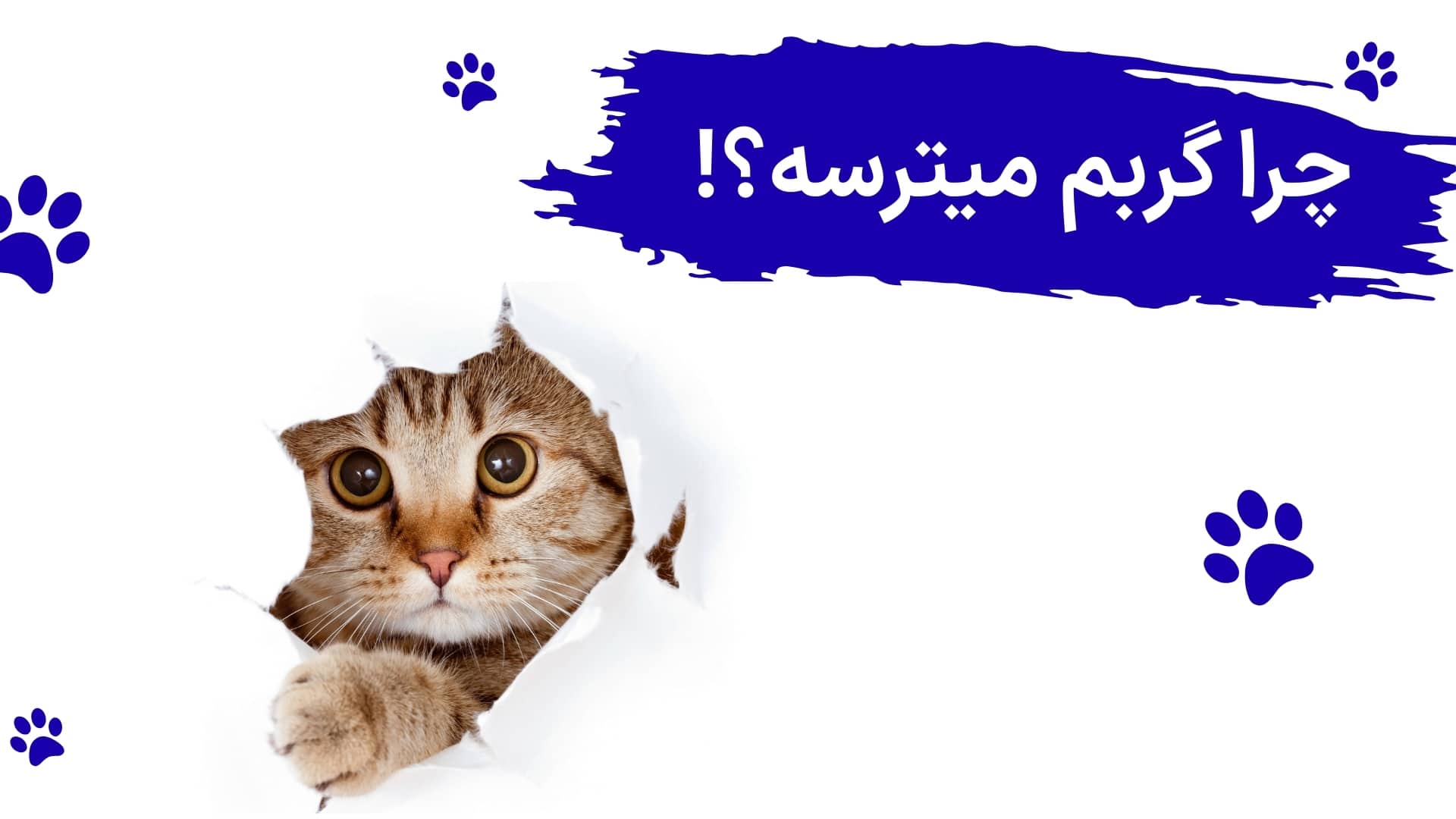 چرا گربم میترسه؟ علل و درمان ترسیدن گربه