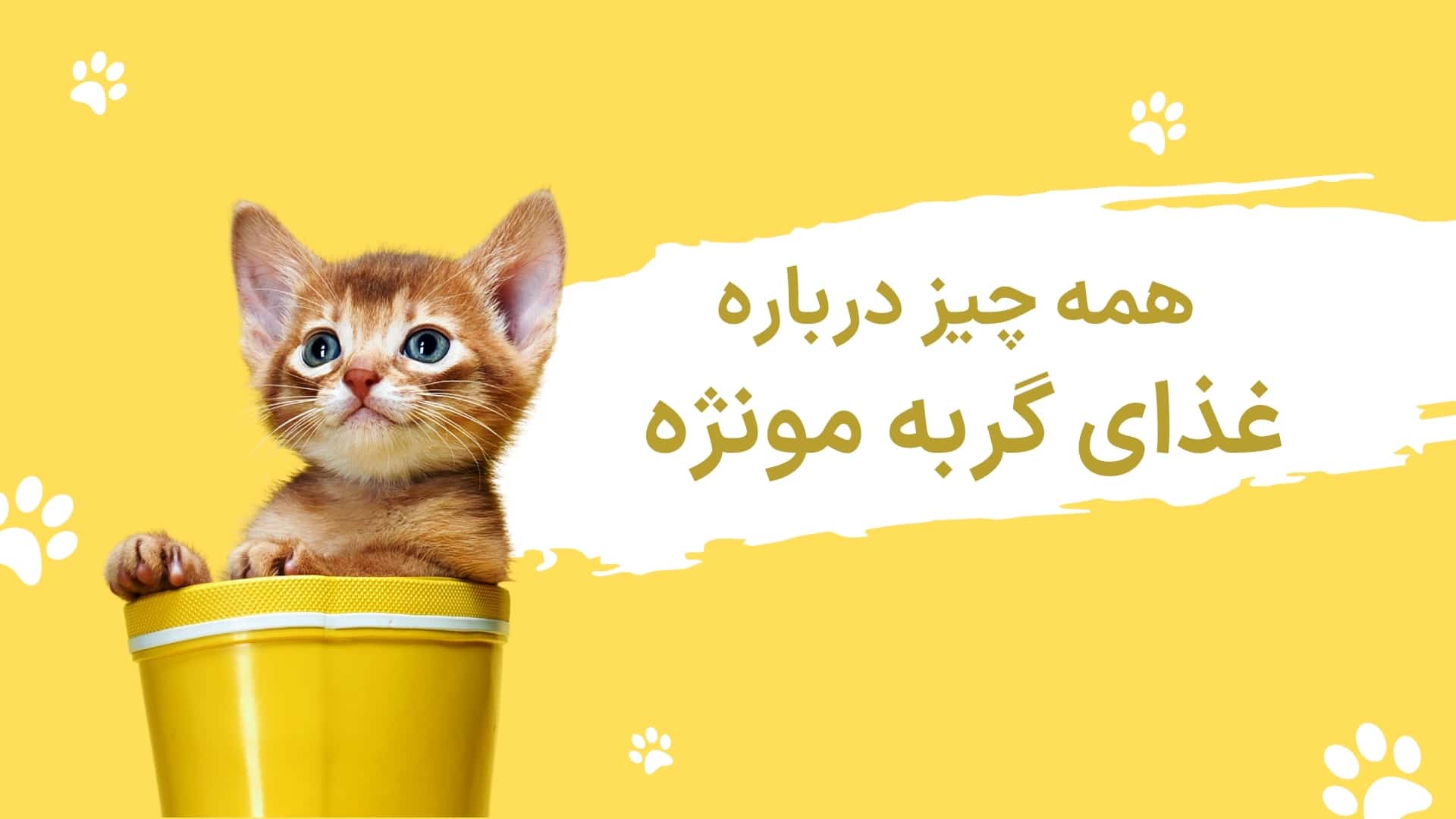 همه چیز درباره برند غذای گربه مونژه