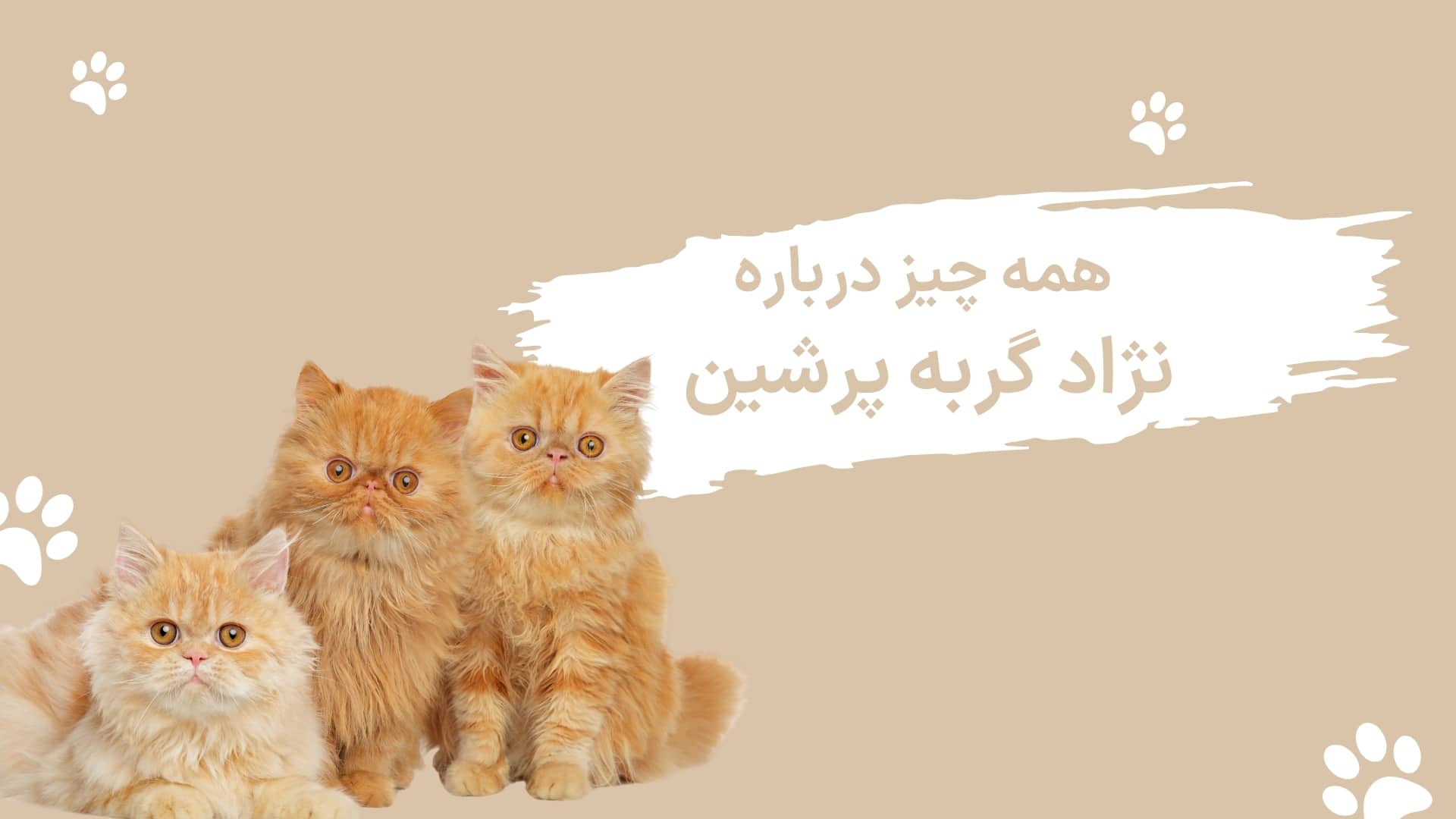 همه چیز درباره نژاد گربه پرشین – گربه ایرانی