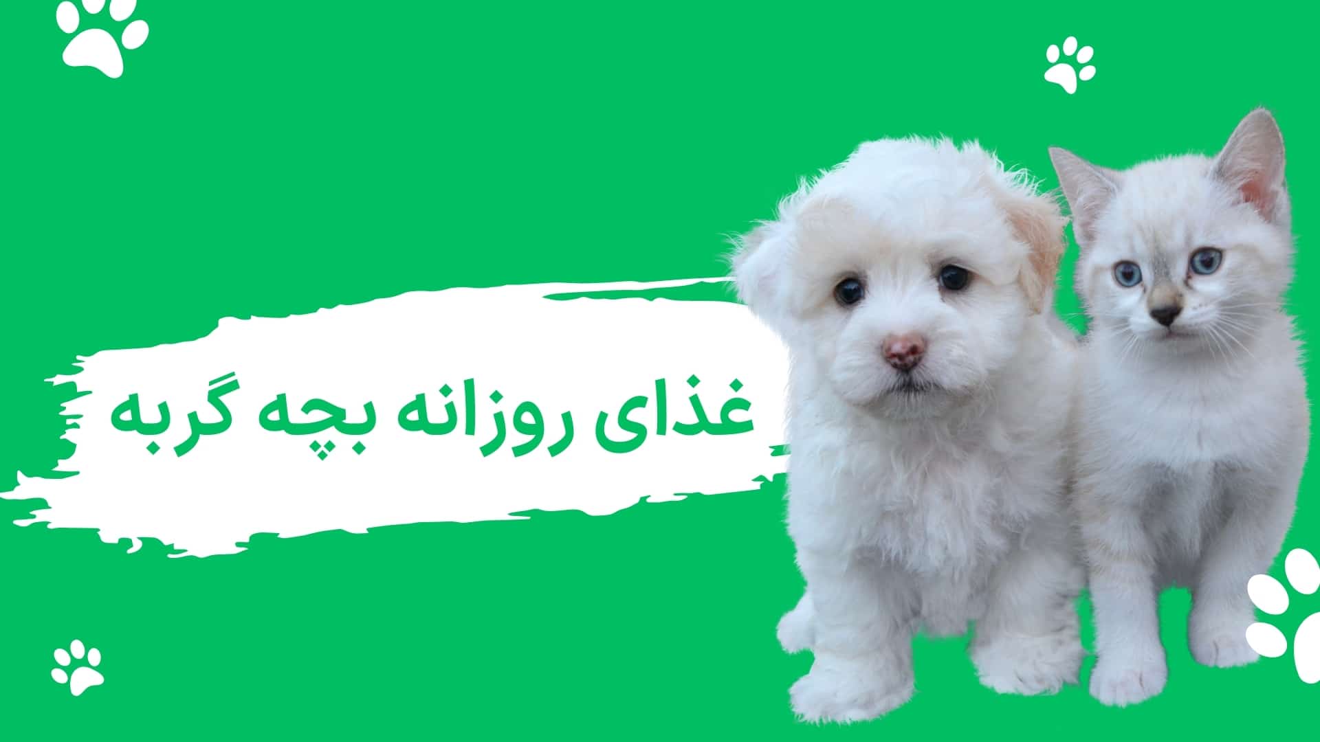 مقدار و تعداد وعده‌های غذایی روزانه بچه گربه