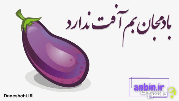 بادمجان بم آفت ندارد