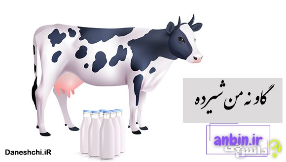 ضرب المثل گاو نه من شیرده