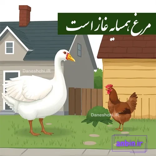 مرغ همسایه غاز است 