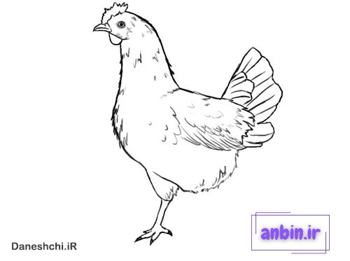 نقاشی مرغش یک پا داره