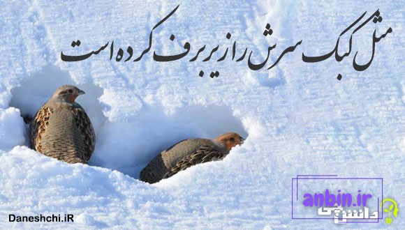 مثل کبک سرش را زیر برف کرده است