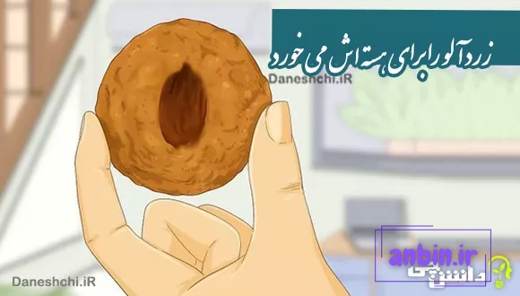 ضرب المثل زردآلو را برای هسته اش می خورد