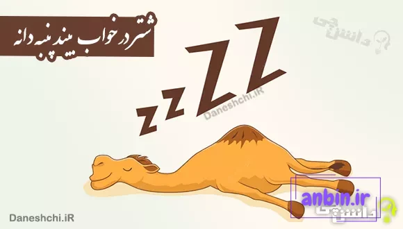 شتر در خواب بیند پنبه دانه
