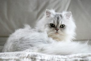 گربه