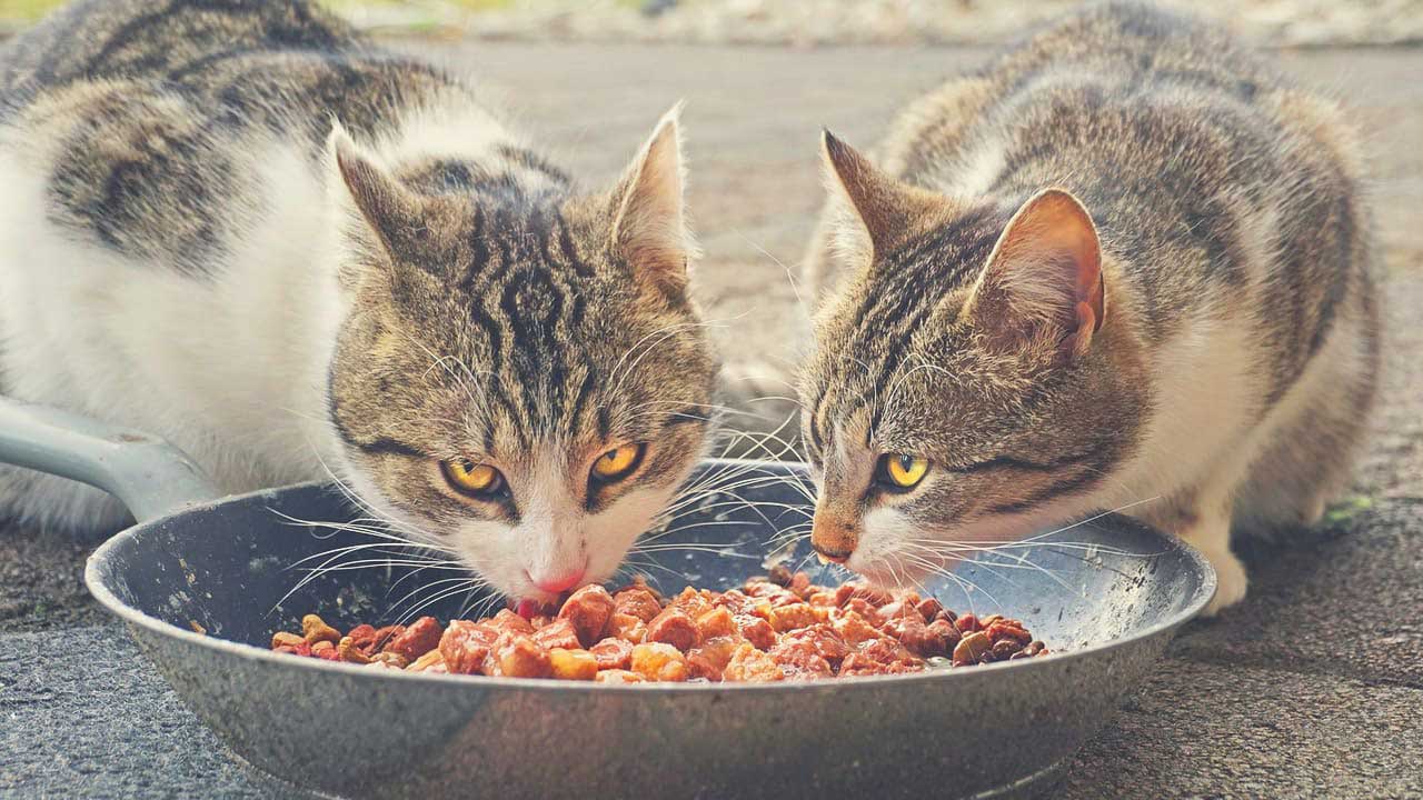 غذای خشک ایرانی گربه
