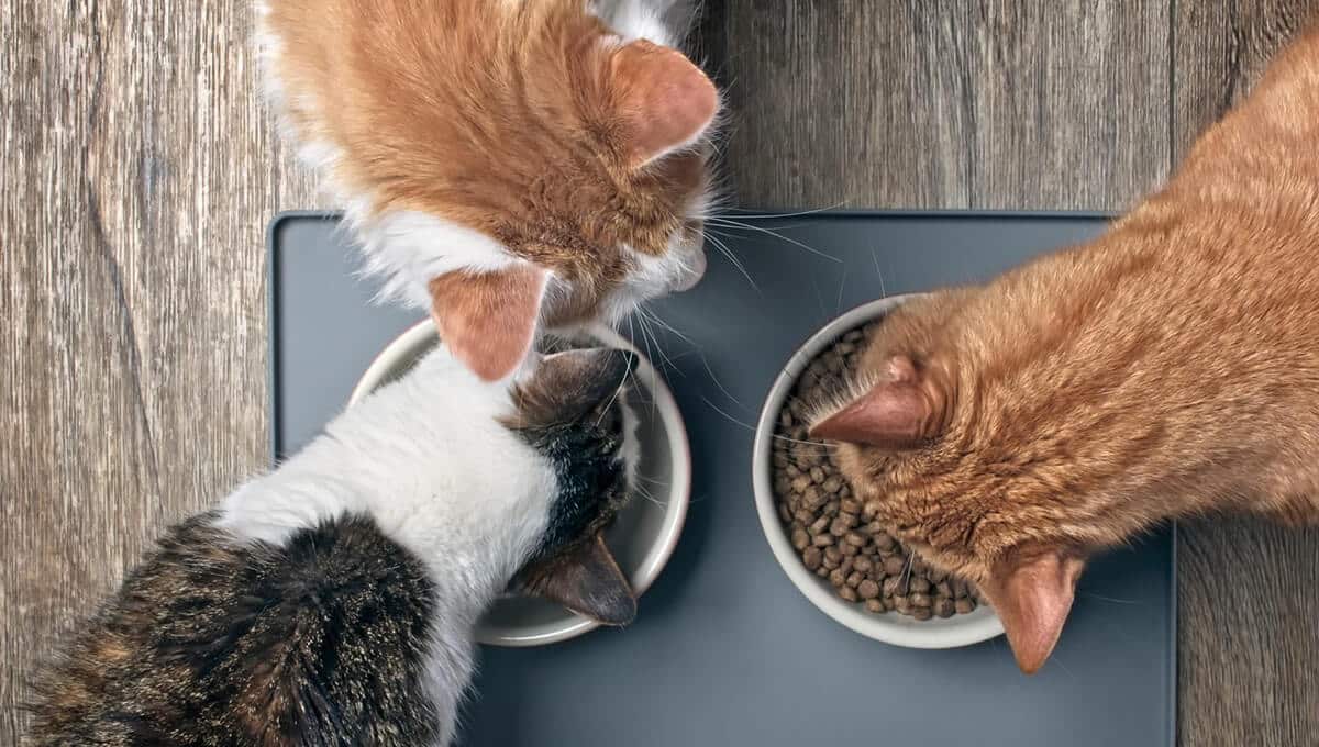 راهنمای خرید انواع مختلف غذای خشک گربه