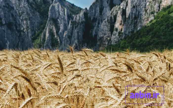 عکس گندم زار در فنگ شویی