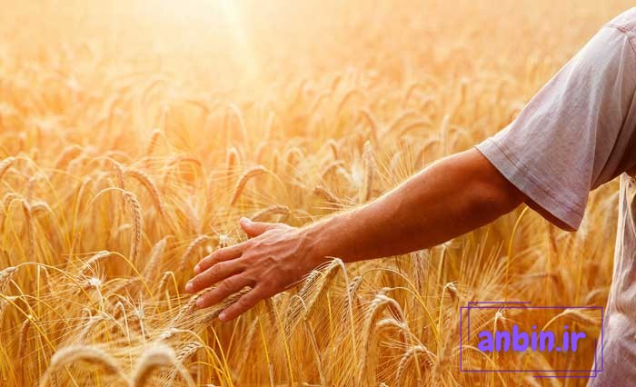 عکس گندم زار در فنگ شویی