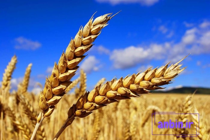 گندم در فنگ شویی