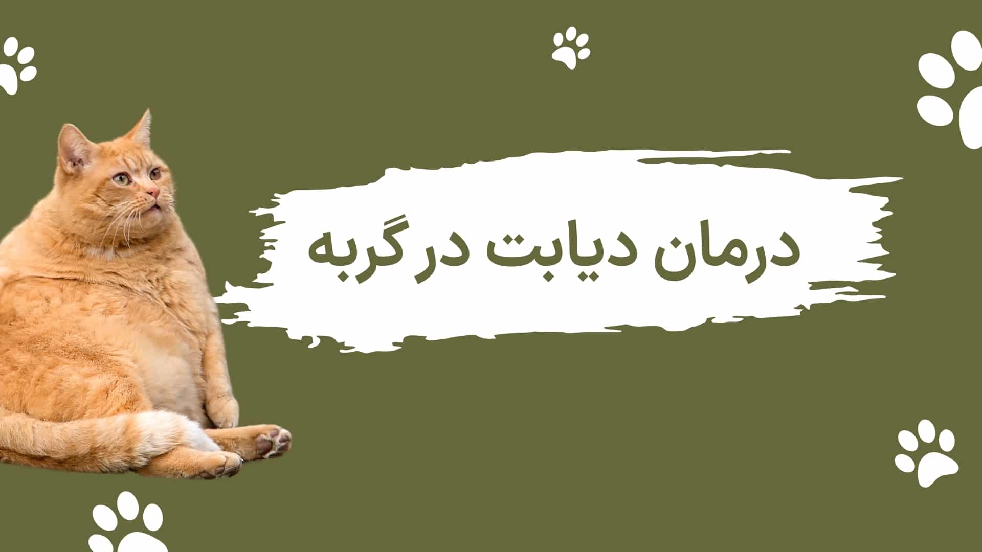 علل و درمان دیابت در گربه