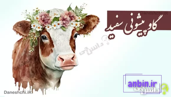 گاو پیشونی سفید