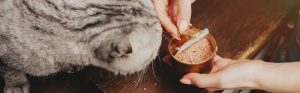 غذای کنسروی گربه