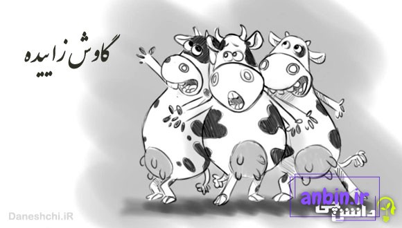 ضرب المثل گاوش زاییده
