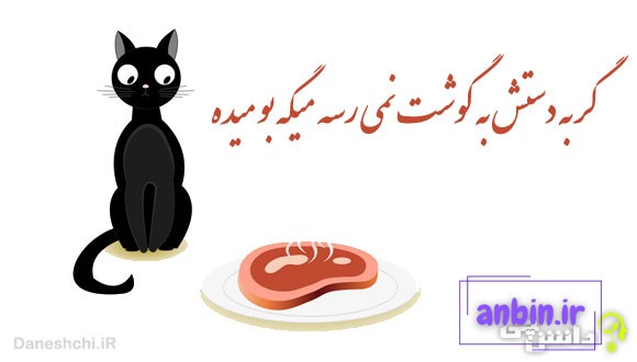 گربه دستش به گوشت نمی رسه