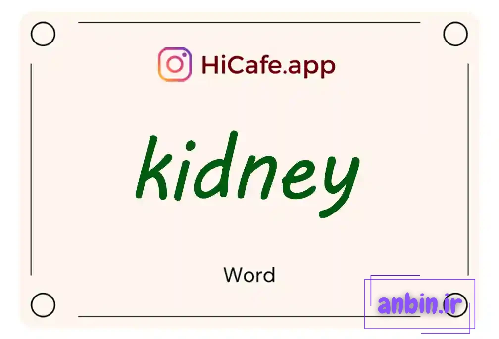 Meaning and usage of kidney word