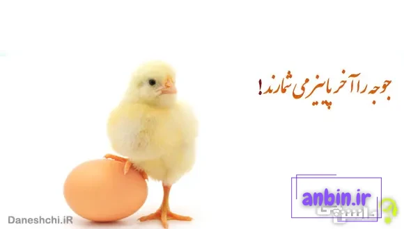 معنی ضرب المثل ” جوجه را آخر پاییز می شمارند ” + داستان