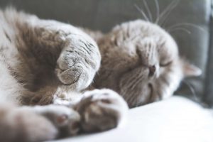 گرفتن ناخن گربه