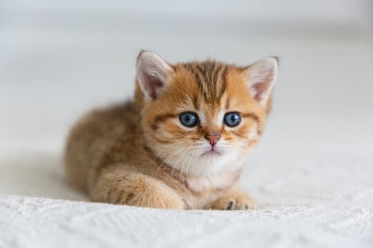 شناخت نیازهای غذایی بچه گربه&zwnj;ها