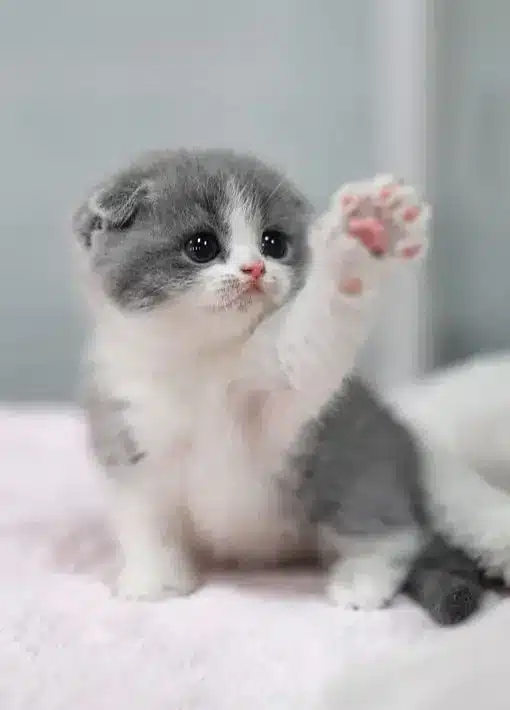 تغذیه بچه گربه