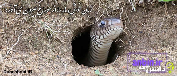 ضرب المثل زبان خوش، مار را از سوراخ بیرون می&zwnj; آورد 