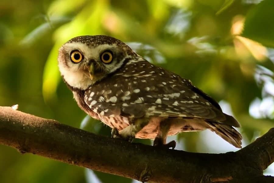 🦉 تعبیر خواب جغد از نظر معبران معروف و موضوعات مختلف