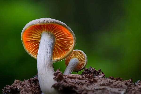 تعبیر خواب قارچ