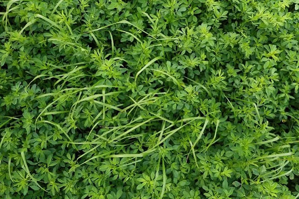 تعبیر خواب یونجه