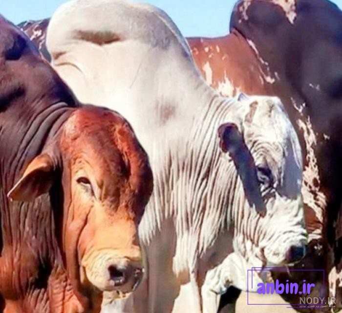 آیا گاوهای شما به اندازه کافی غذا و خوراک می&zwnj;خورند؟ | خوراک گاو | دام سبز