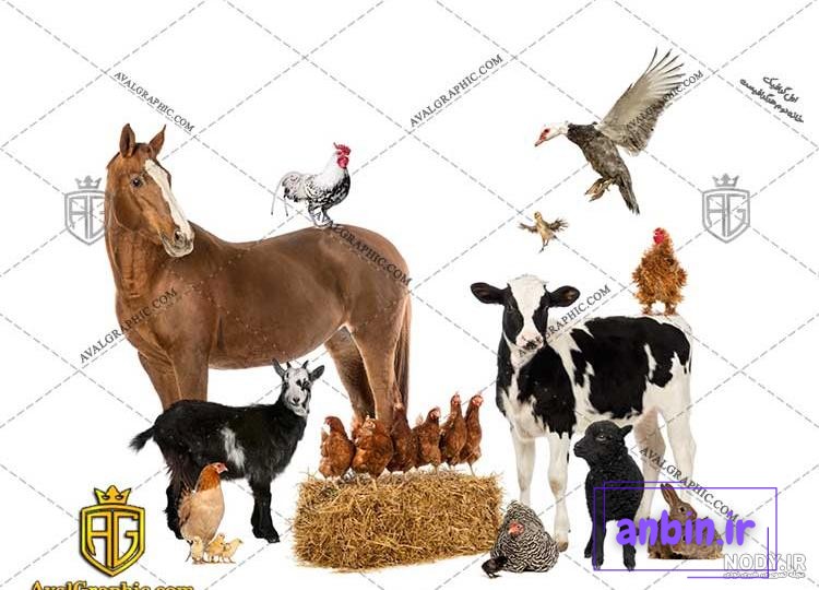 اتفاقی عجیب و خنده دار برای یک گاو در گاوداری!+ فیلم
