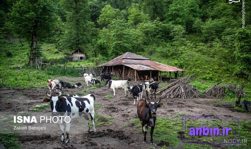 ببینید | حمله گاو وحشی به شیر جوان