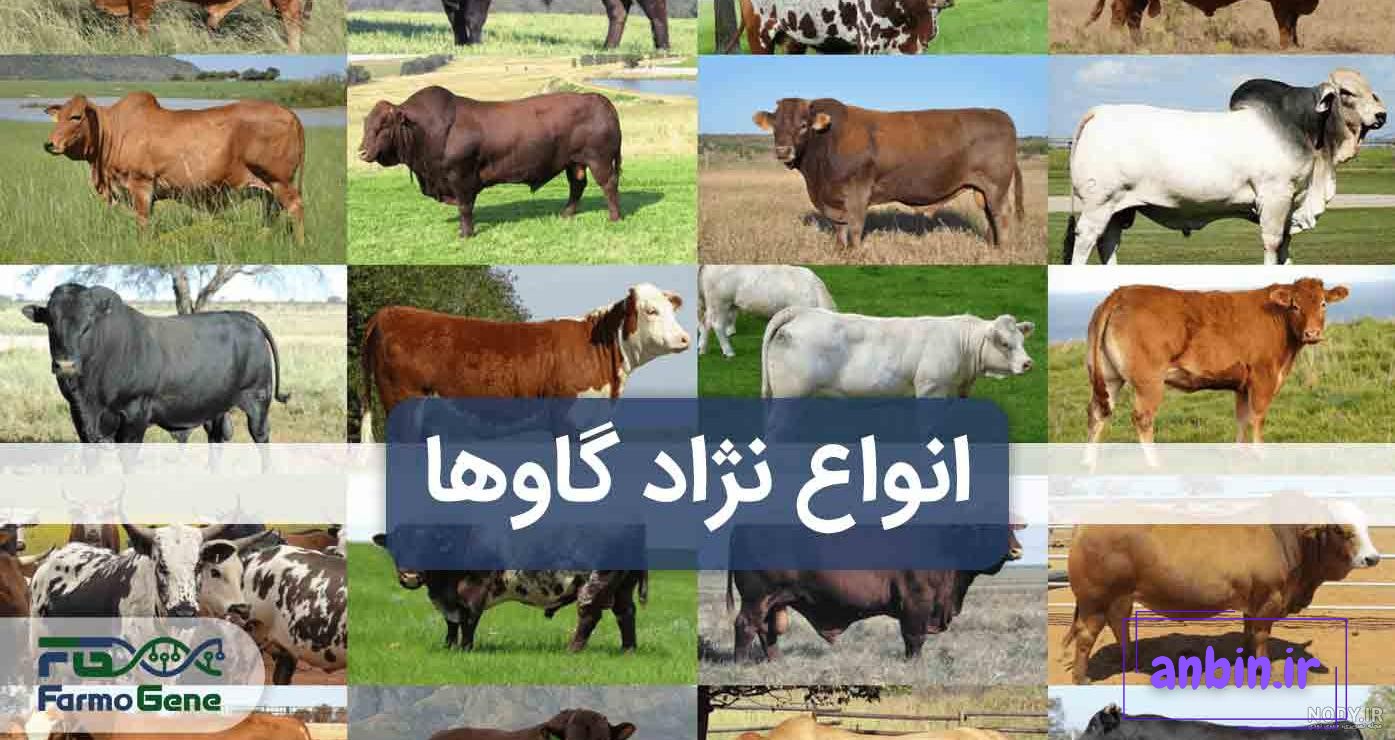تصاویری از گران&zwnj;ترین گاو جهان با یک قیمت نجومی