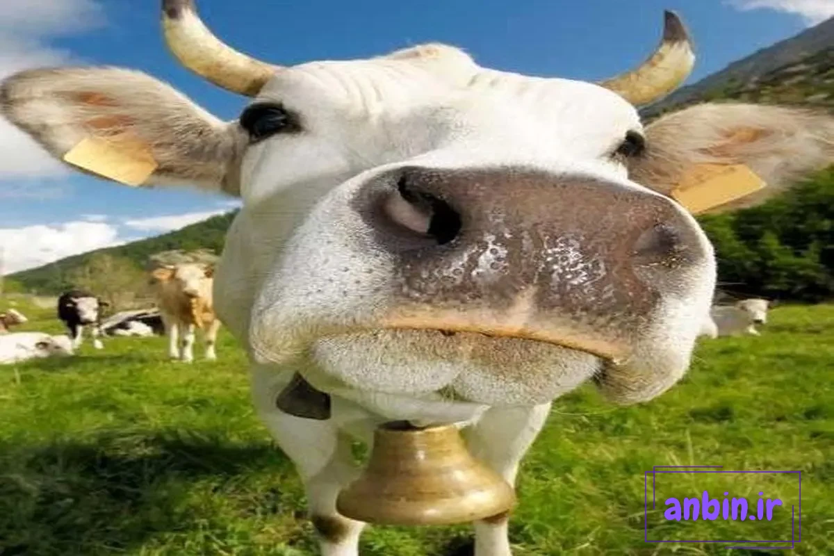 تفاوت بین گاو نر، گاو ماده، گوساله و تلیسه