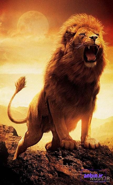 دانلود عکس HD و 4K ببر برای تصویر زمینه و پروفایل