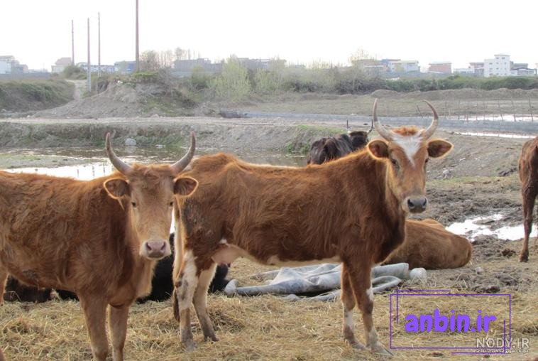 دانلود عکس پروفایل گاو مشکی سفید در مزرعه
