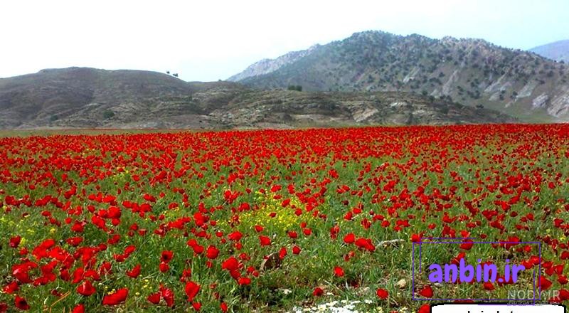 دریاچه دوقلو سیاه گاو؛ زیباترین دریاچه ایلام - همیارتریپ