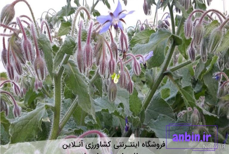 عسل طبیعی بهار