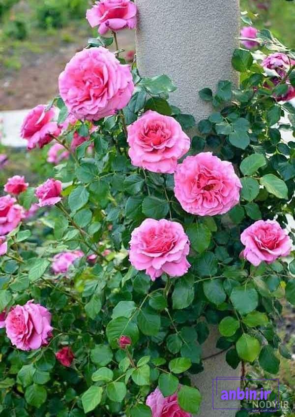 عکس طبیعت و گل های رز محمدی صورتی رنگ