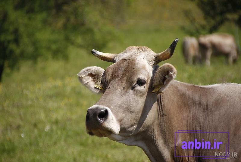 عکس گاو بزرگترین دنیا