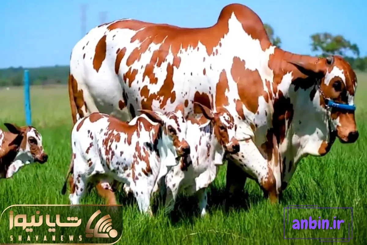 عکس گاو جنگل