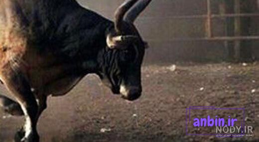 عکس گاو وحشی بزرگ - عکس نودی