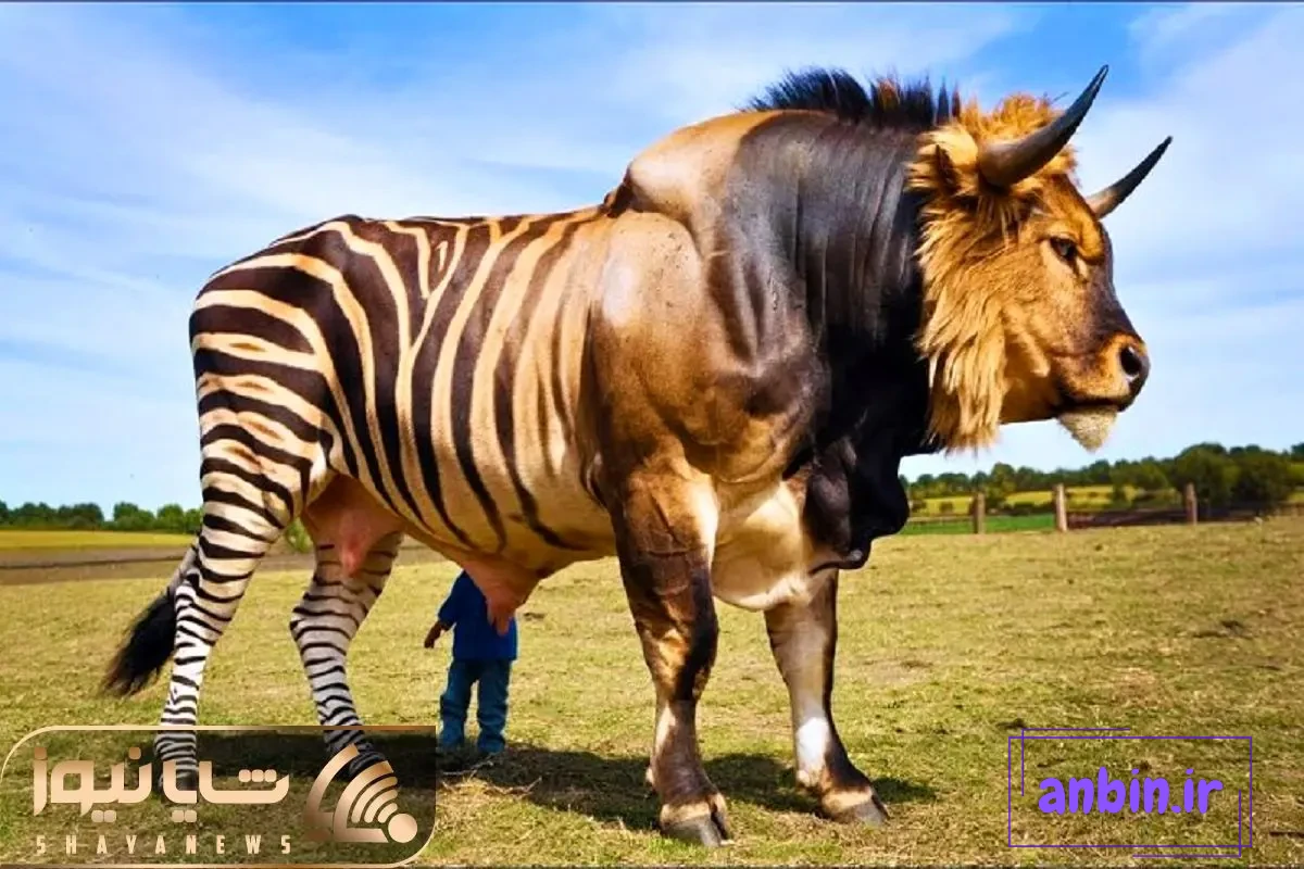 عکس گاو و گوسفند - عکس نودی