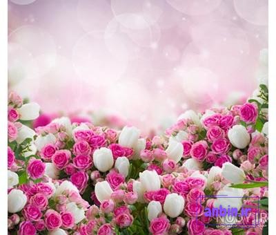 عکس گل محمدی برای پروفایل - عکس نودی